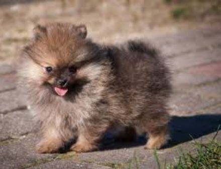 Pommerain Zwergspitz