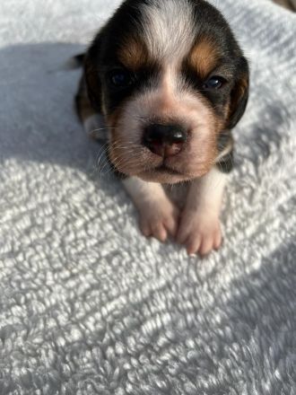 Familienfreundliche Mischlingswelpen