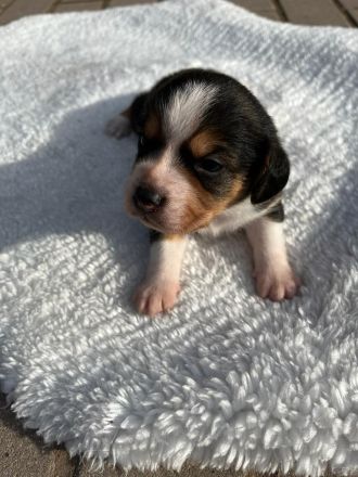 Familienfreundliche Mischlingswelpen