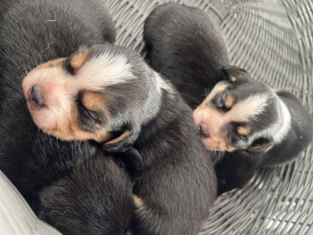 Familienfreundliche Mischlingswelpen