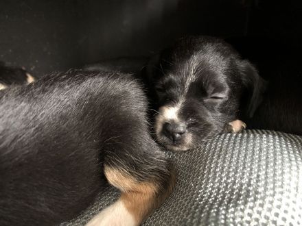 Familienfreundliche Mischlingswelpen