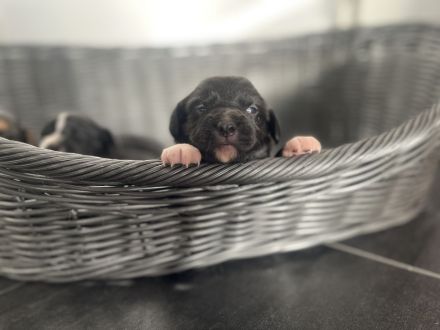 Familienfreundliche Mischlingswelpen