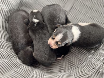 Familienfreundliche Mischlingswelpen