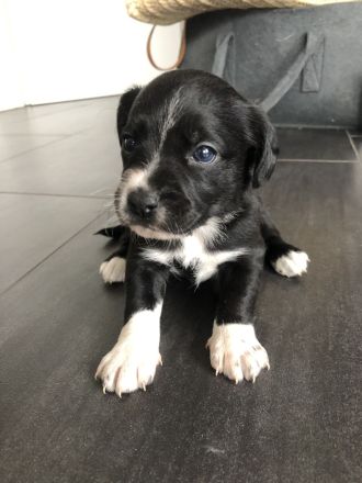 Familienfreundliche Mischlingswelpen