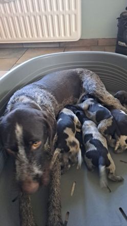 Deutsch Drahthaar Welpen