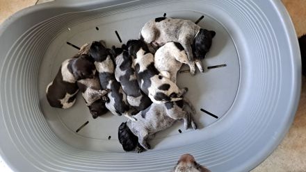 Deutsch Drahthaar Welpen