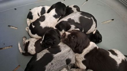 Deutsch Drahthaar Welpen