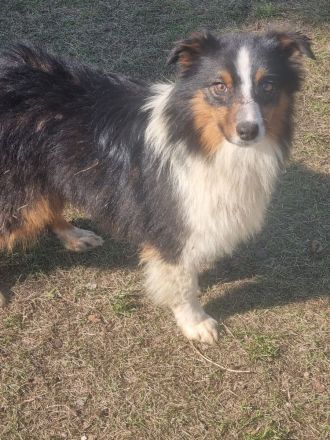 Reinrassiger Australian Shephard Rüde Junghund