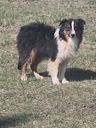 Reinrassiger Australian Shephard Rüde Junghund