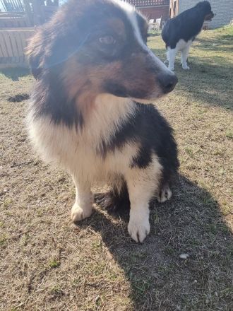 Reinrassiger Australian Shephard Rüde Junghund