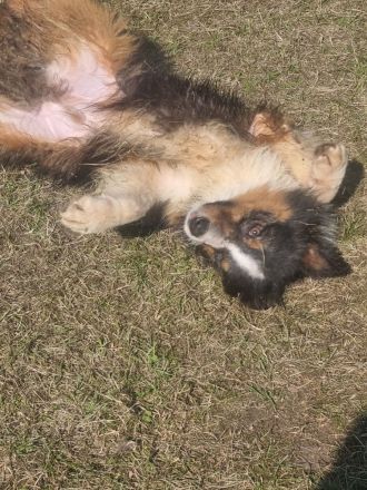 Reinrassiger Australian Shephard Rüde Junghund