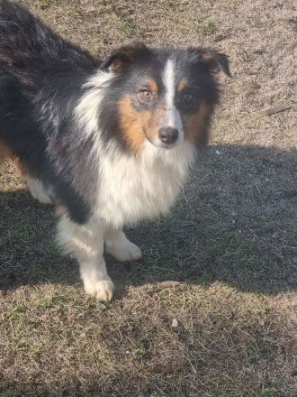 Reinrassiger Australian Shephard Rüde Junghund