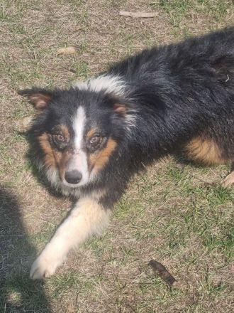 Reinrassiger Australian Shephard Rüde Junghund