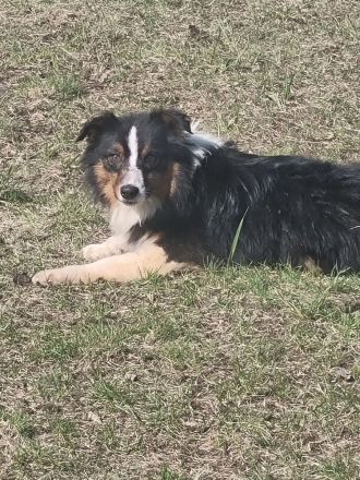 Reinrassiger Australian Shephard Rüde Junghund