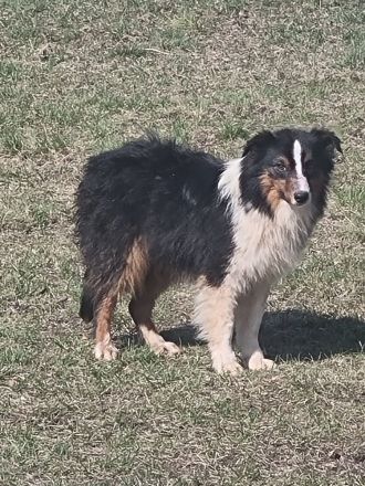 Reinrassiger Australian Shephard Rüde Junghund