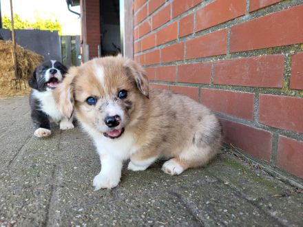 Corgi welpen!