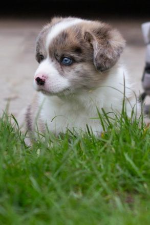 Corgi welpen!