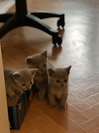 Russisch Blau Kitten mit Stammbaum, vom zertifizierte Züchter
