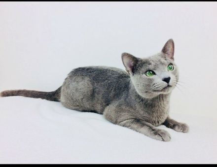 Russisch Blau Kitten mit Stammbaum, vom zertifizierte Züchter