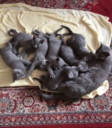 Russisch Blau Kitten mit Stammbaum, vom zertifizierte Züchter