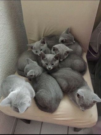 Russisch Blau Kitten mit Stammbaum, vom zertifizierte Züchter