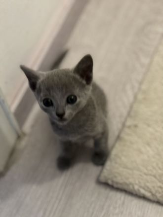 Russisch Blau Kitten mit Stammbaum, vom zertifizierte Züchter