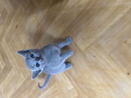 Russisch Blau Kitten mit Stammbaum, vom zertifizierte Züchter