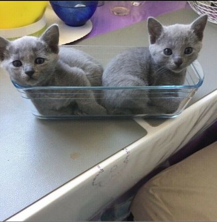 Russisch Blau Kitten mit Stammbaum, vom zertifizierte Züchter