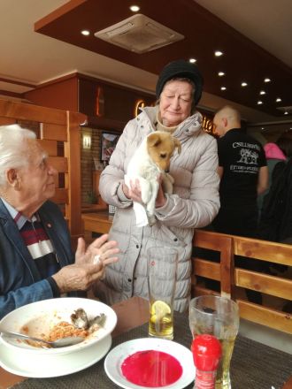 3 Monate alter Welpe, Spitz Mischling sucht gutes zu Hause