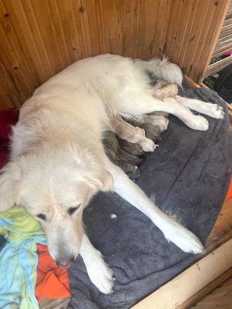 Zauberhafte Hundewelpen: Mischlinge aus Bernhardiner x Labrador x Gelbbacken Hütehund x Kaukasier