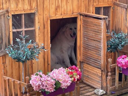 Zauberhafte Hundewelpen: Mischlinge aus Bernhardiner x Labrador x Gelbbacken Hütehund x Kaukasier
