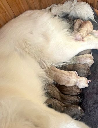 Zauberhafte Hundewelpen: Mischlinge aus Bernhardiner x Labrador x Gelbbacken Hütehund x Kaukasier