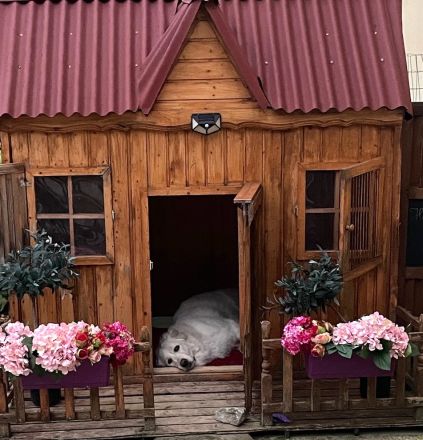 Zauberhafte Hundewelpen: Mischlinge aus Bernhardiner x Labrador x Gelbbacken Hütehund x Kaukasier
