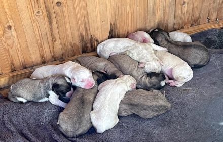 Zauberhafte Hundewelpen: Mischlinge aus Bernhardiner x Labrador x Gelbbacken Hütehund x Kaukasier