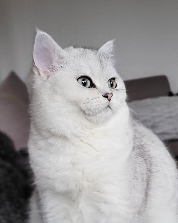 Traumhafte BKH mit Stammbaum