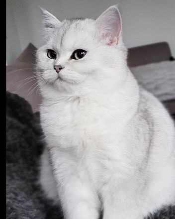 Traumhafte BKH mit Stammbaum