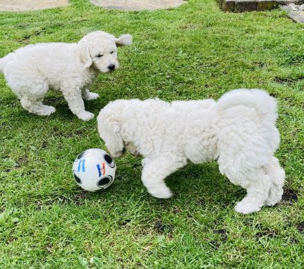 Großpudel Königspudel Pudel Welpen