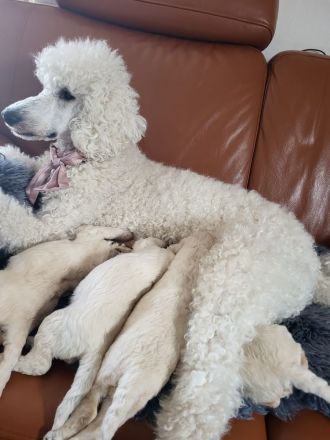 Großpudel Königspudel Pudel Welpen