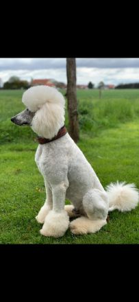 Großpudel Königspudel Pudel Welpen