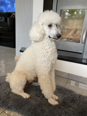 Großpudel Königspudel Pudel Welpen