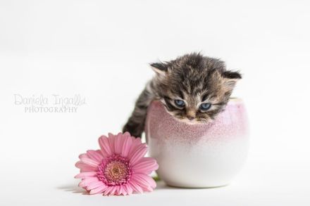 5 Reinrassige Perserbabys