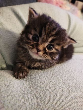 5 Reinrassige Perserbabys