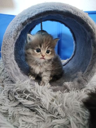 5 Reinrassige Perserbabys