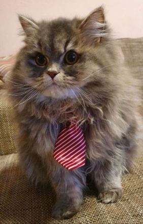 5 Reinrassige Perserbabys