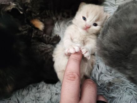 5 Reinrassige Perserbabys