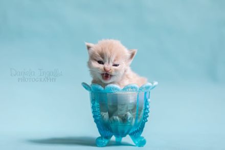 5 Reinrassige Perserbabys