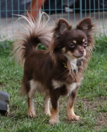 Jung und Erwachsenen Hunde aus VDH zucht abzugeben