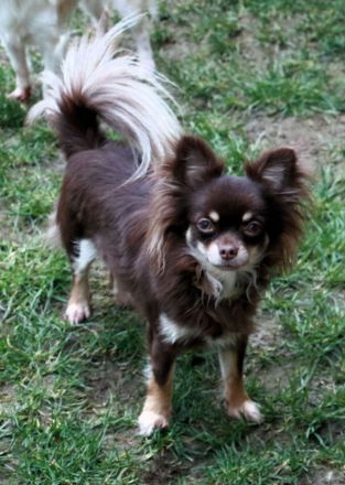 Jung und Erwachsenen Hunde aus VDH zucht abzugeben