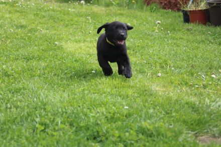 Wunderschöne reinrassige Labrador Retriever Welpen schwarz und gelb vom Züchter