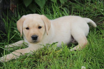 Wunderschöne reinrassige Labrador Retriever Welpen schwarz und gelb vom Züchter